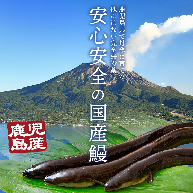 うなぎ蒲焼 5