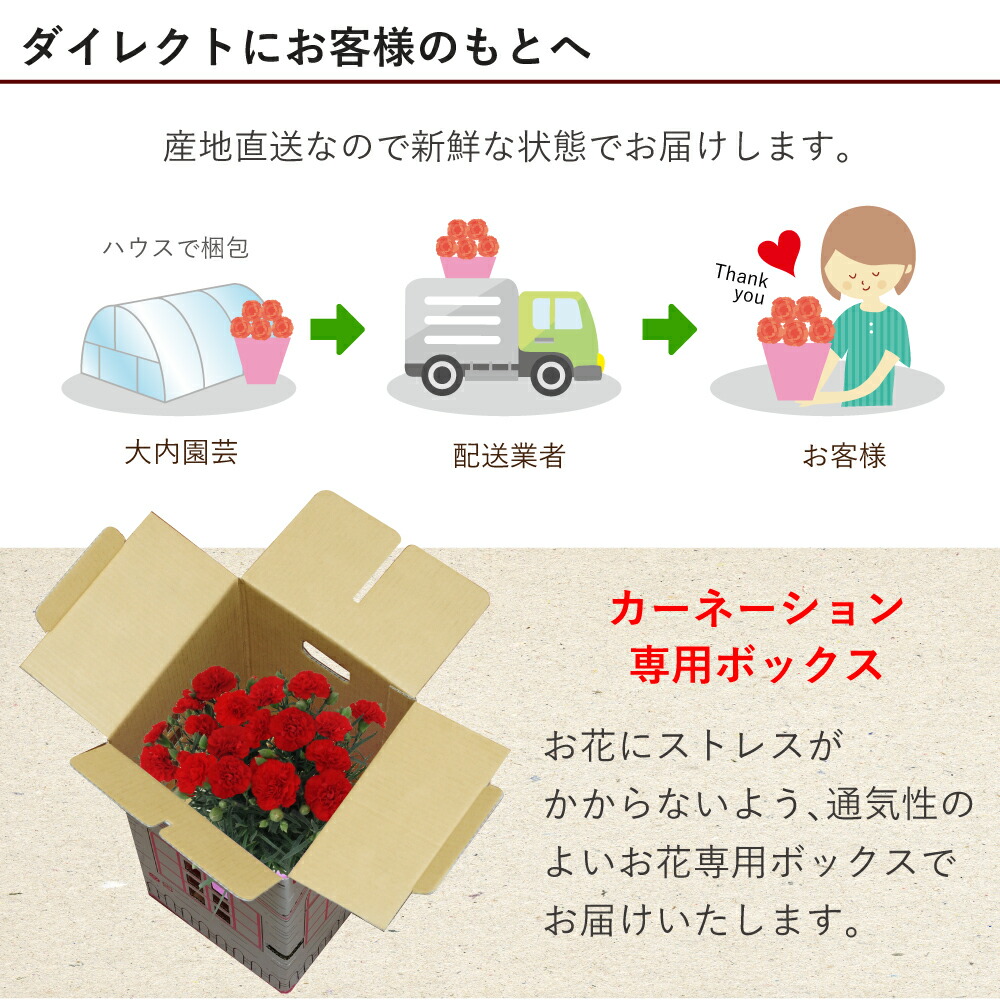カーネーション  5