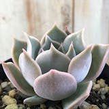 初心者向けの多肉植物のおすすめ人気ランキング【2026年5月】 3