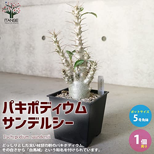 パキポディウム サンデルシー 2