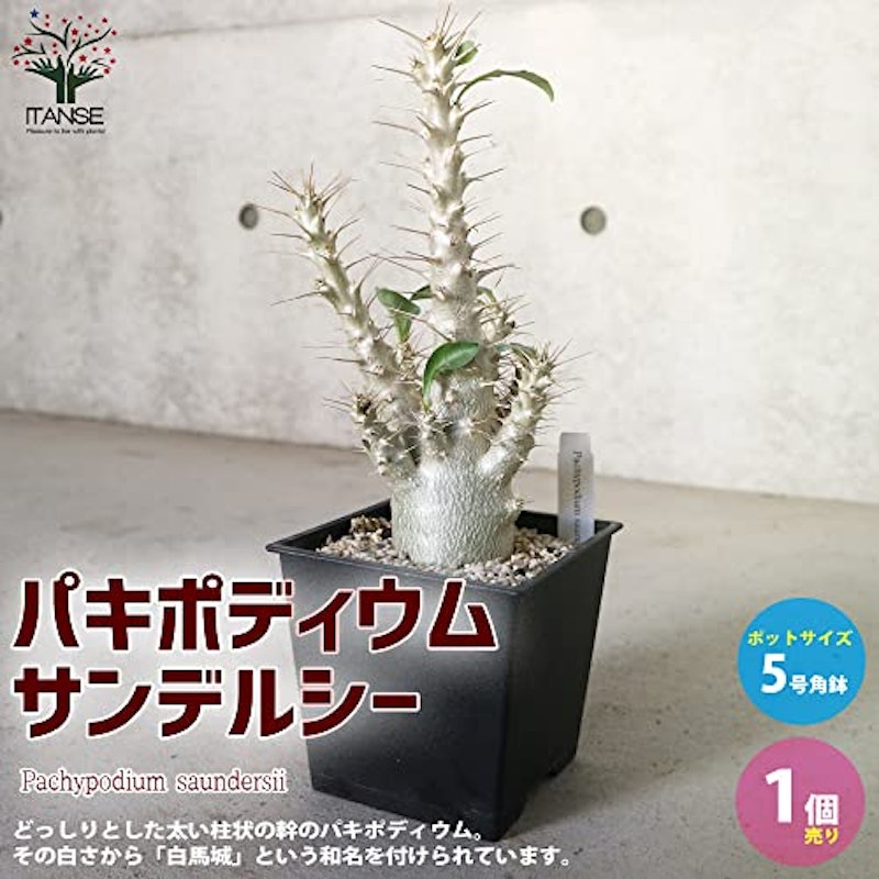 パキポディウム サンデルシー 2