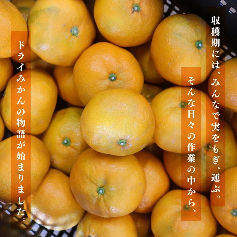 国産無添加 ドライみかん 4