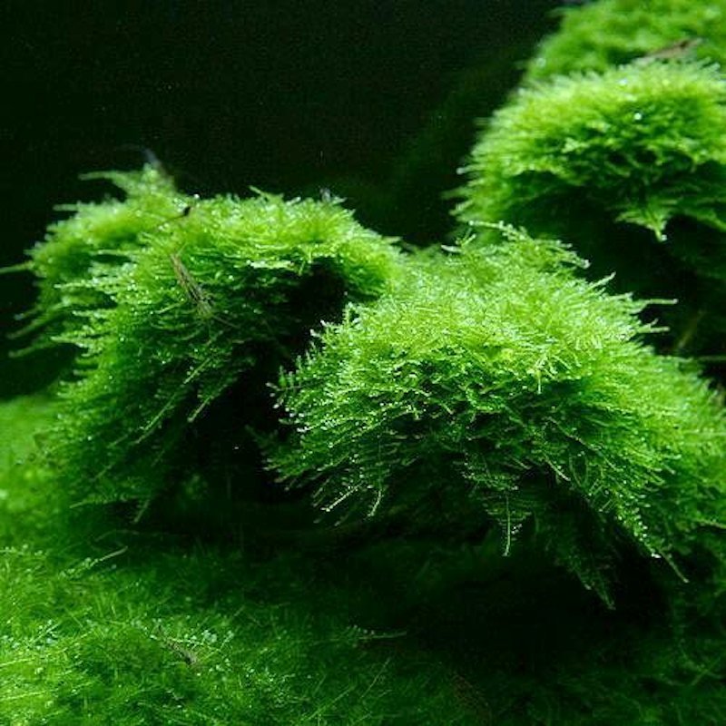 南米ウィローモス(水中葉) 1