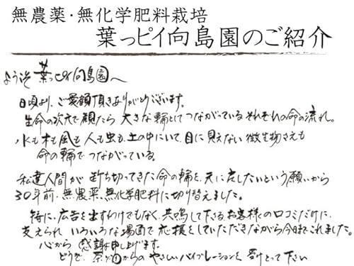  赤ちゃん番茶 3