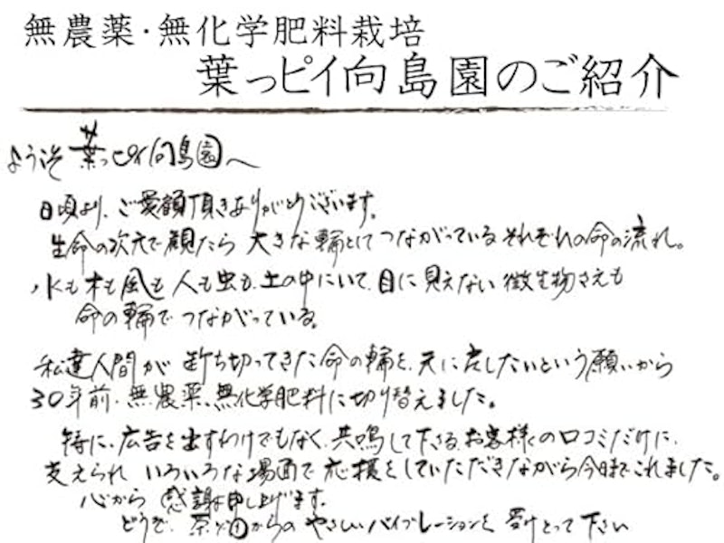 赤ちゃん番茶 3