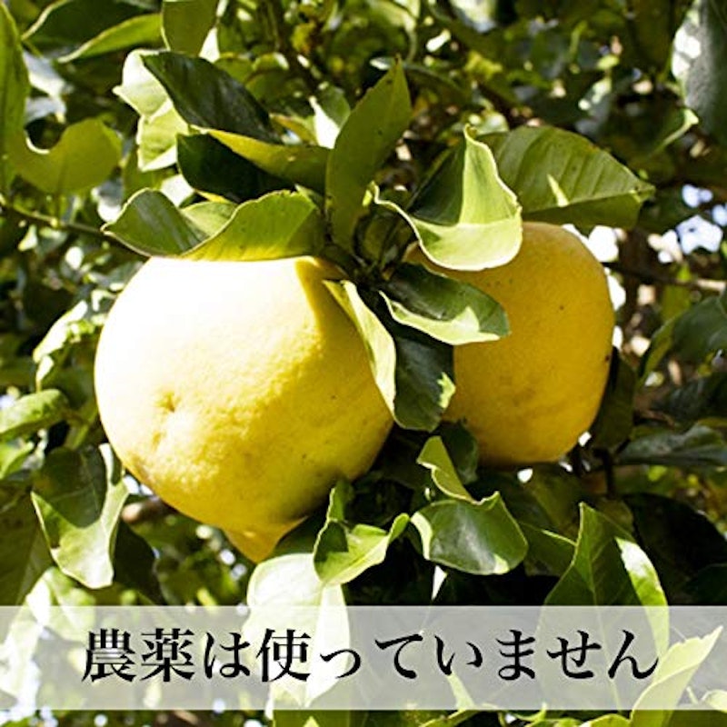 土佐文旦 訳あり 3