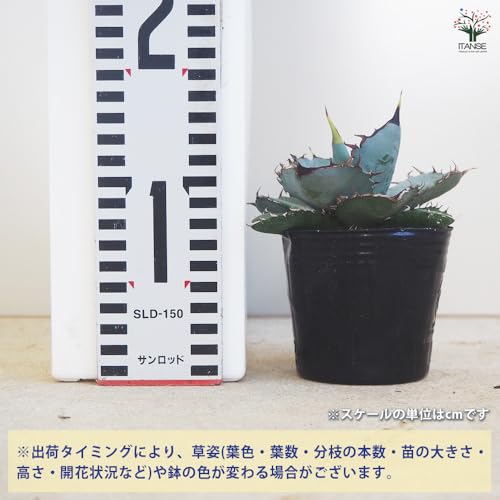 アガベ チタノタ ホワイトアイス 3