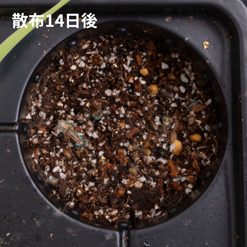 根まで枯らす虫よけ除草王プレミアム 6