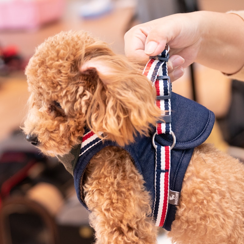 徹底比較 犬用ハーネスのおすすめ人気ランキング18選 Mybest 徹底比較 犬用ハーネスのおすすめ人気ランキング18選 Mybest