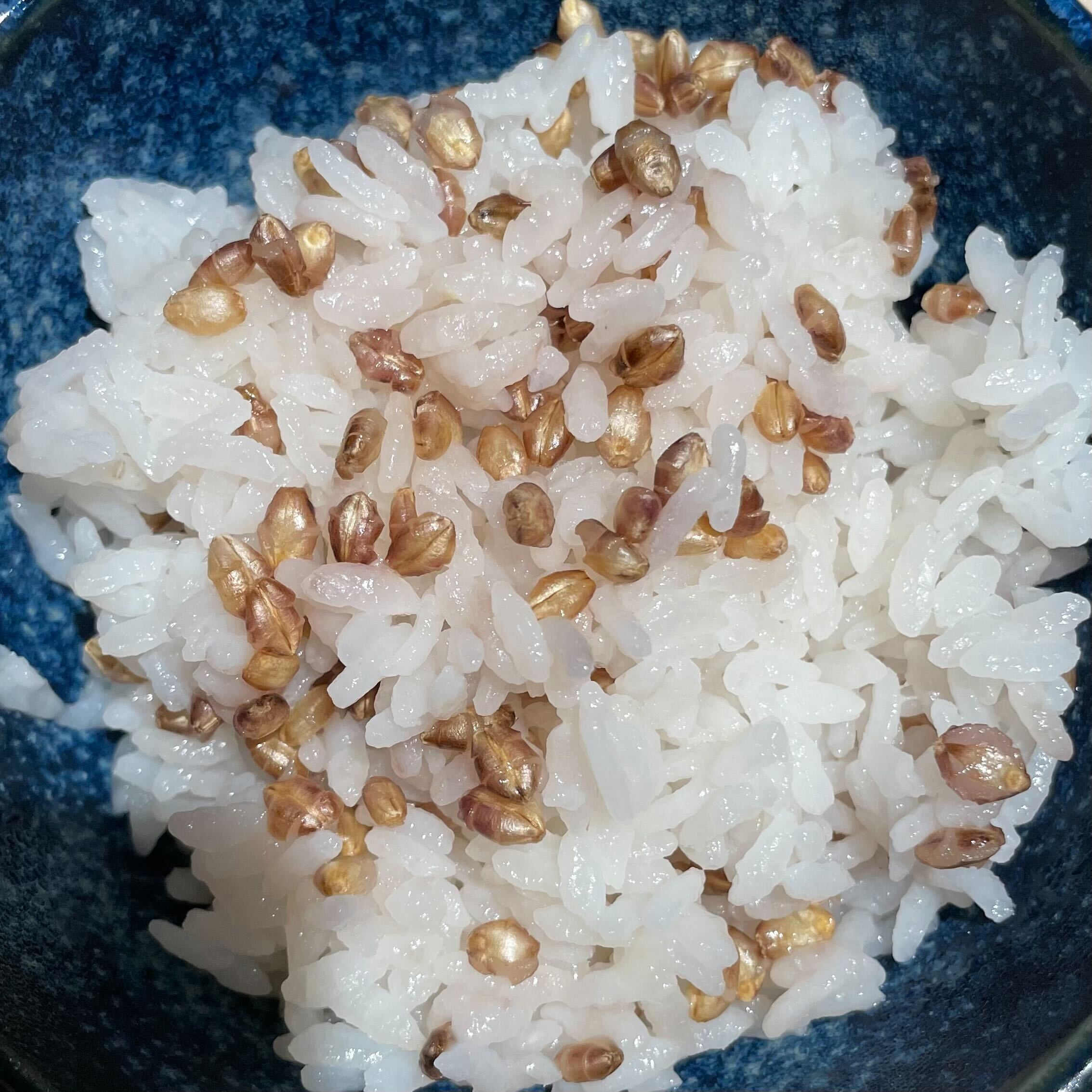 国内産 もち麦 5