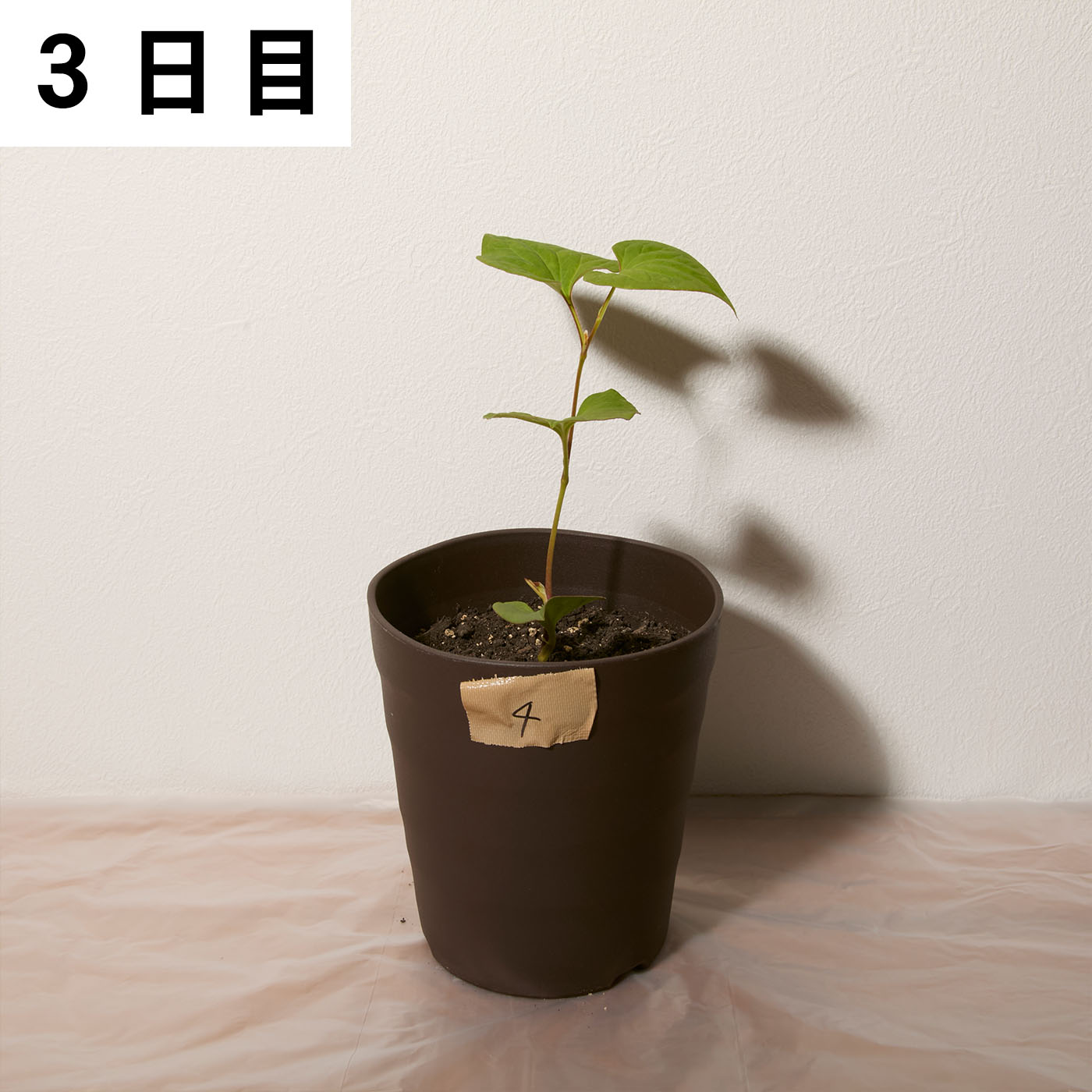 バスタ液剤 8