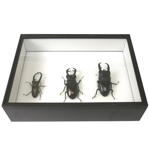 21年 昆虫標本箱のおすすめ人気ランキング10選 Mybest
