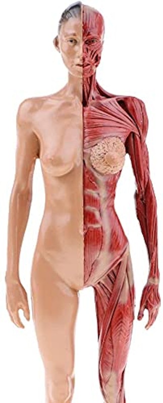 女性 人体筋肉模型 2