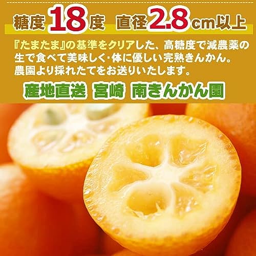 宮崎産 完熟 きんかん 3