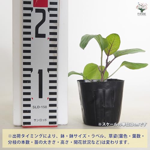 ナスの苗 寺島なす 3