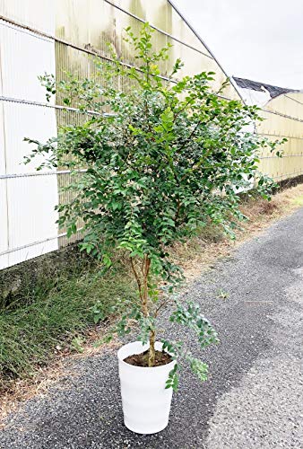 ジャボチカバ小葉 1
