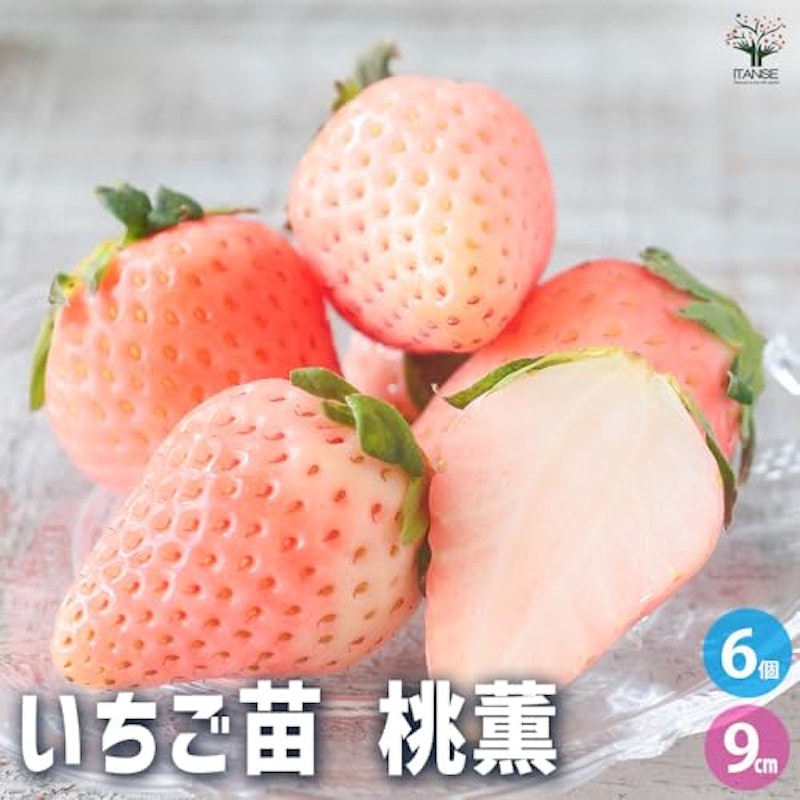 いちご苗 桃薫 2