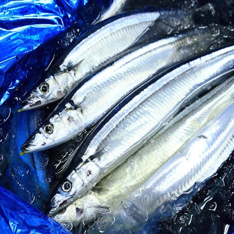 北海道産 生サンマ 2