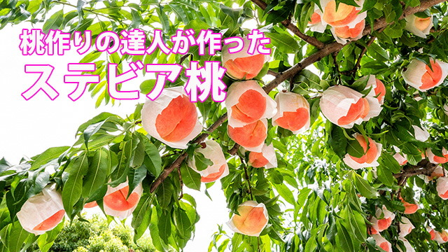 山形白桃&山形黄桃　 2