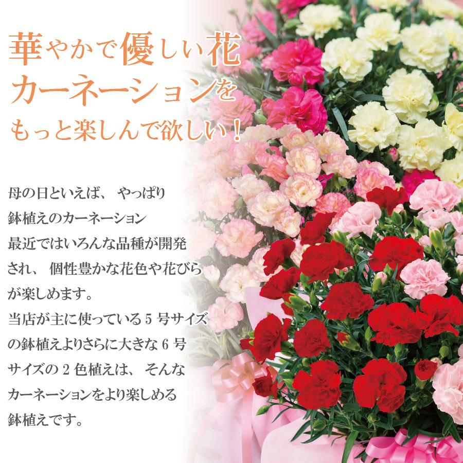 大きなカーネーション 鉢植え 3