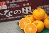 高級みかんのおすすめ人気ランキング【2026年7月】 4