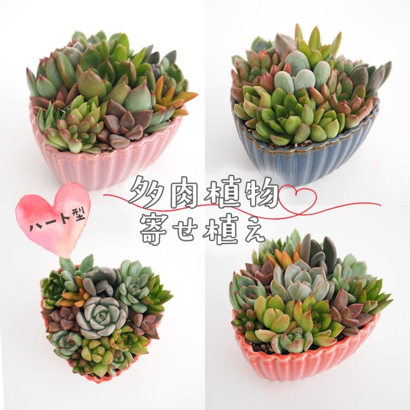 多肉植物 寄せ植え ハート鉢 1