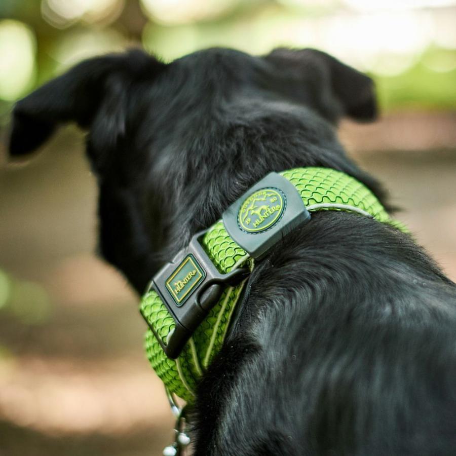 犬用首輪 2