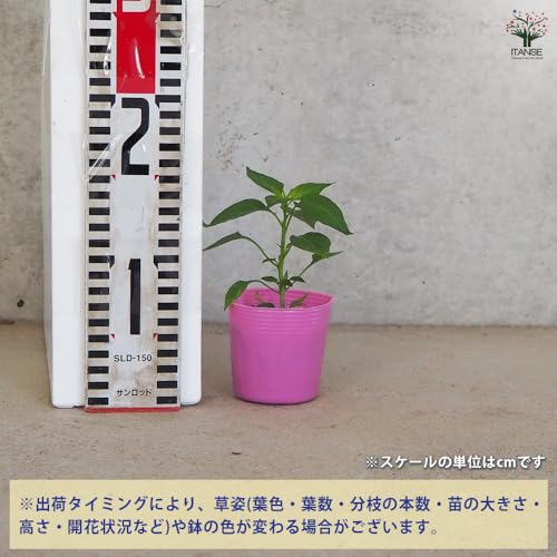 本タカノツメ 3