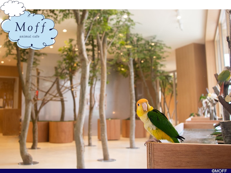 Moff animal cafe ららぽーと立川立飛店 1