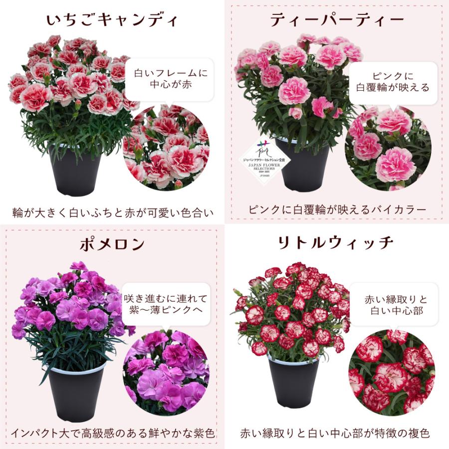 カーネーションの鉢花 7