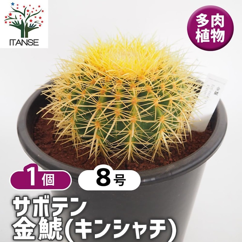 サボテン 金鯱 2