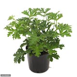 21年 虫除け用ハーブの鉢のおすすめ人気ランキング10選 Mybest 21年 虫除け用ハーブの鉢のおすすめ人気ランキング10選 Mybest