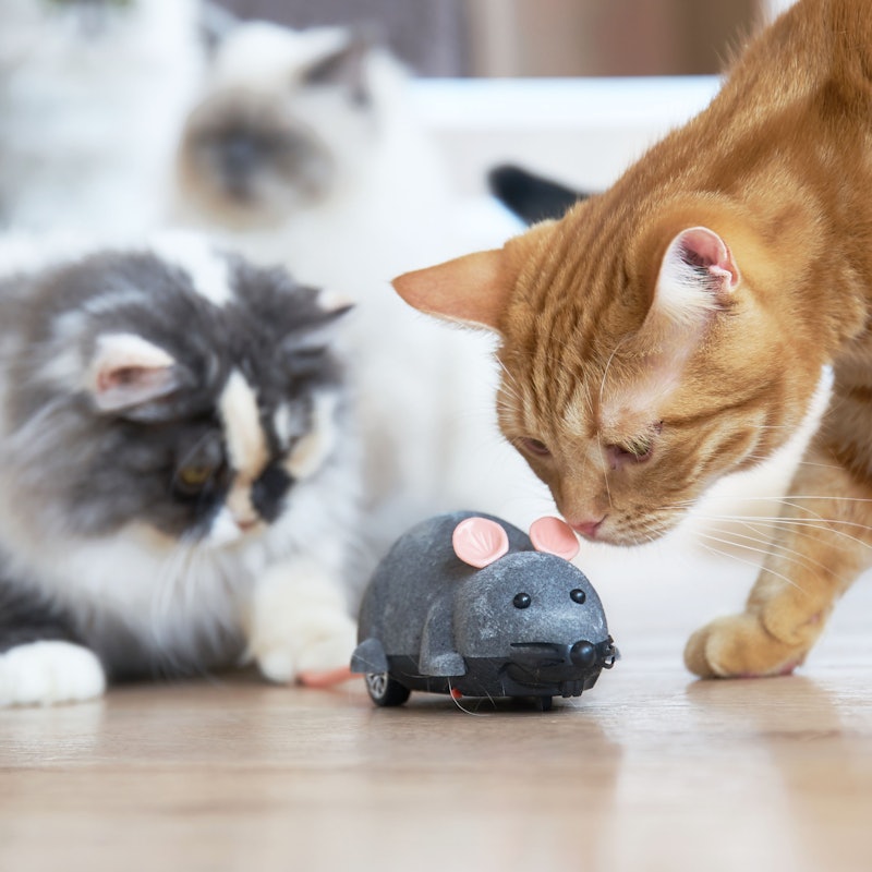 徹底比較 猫用おもちゃのおすすめ人気ランキング10選 Mybest
