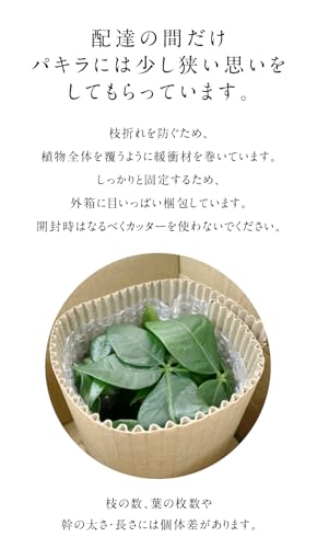 土を使わない観葉植物 7