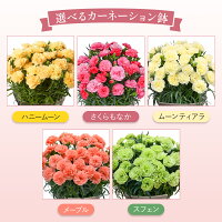 カーネーション 鉢植え  4