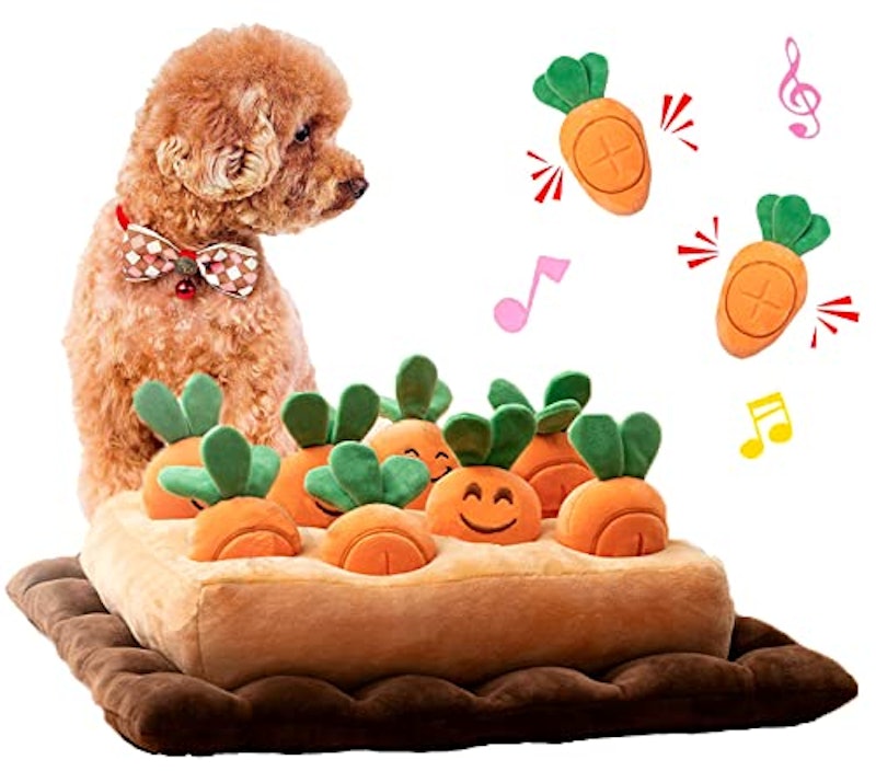 にんじん畑 1