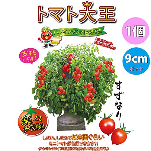 トマト苗 4品種セット 3