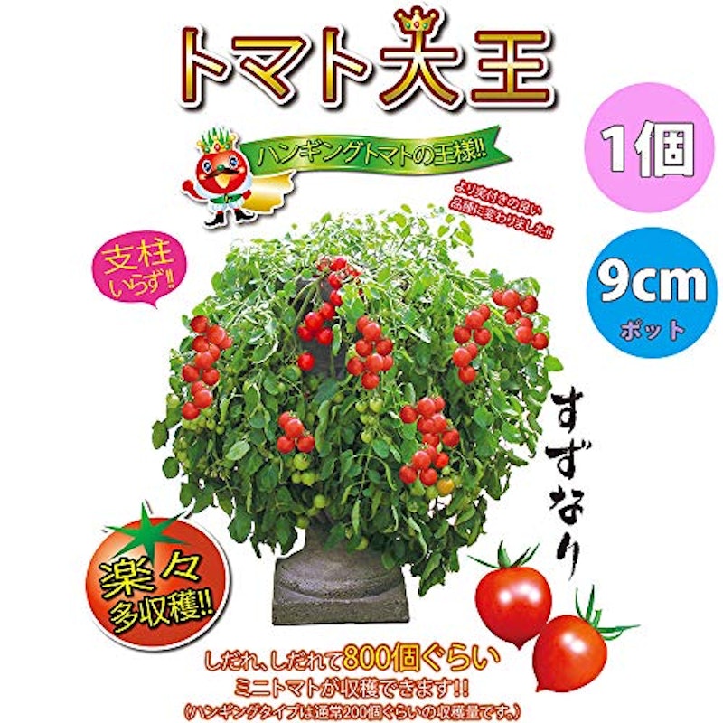 トマト苗 4品種セット 3