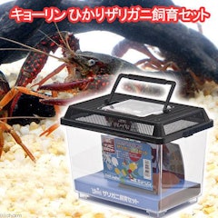 ザリガニの飼育におすすめの水槽のおすすめ人気ランキング10選 Mybest ザリガニの飼育におすすめの水槽のおすすめ人気ランキング10選 Mybest