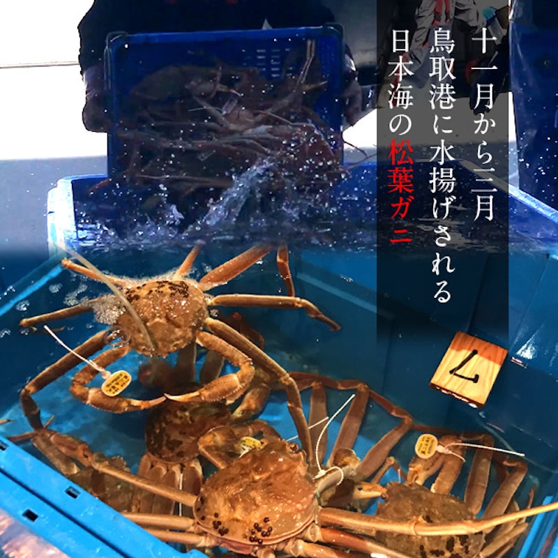 鳥取賀露港 活松葉ガニ 3