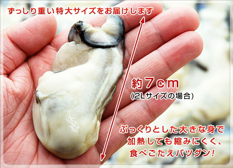 特大 牡蠣 むき身 3