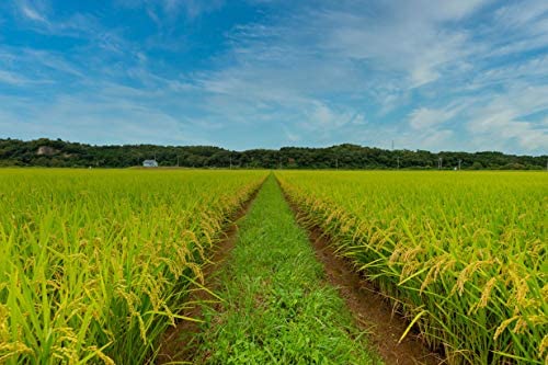 一迫産限定米 ひとめぼれ 無洗米 2