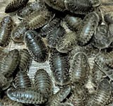 亀の餌のおすすめ人気ランキング【2026年9月】 4