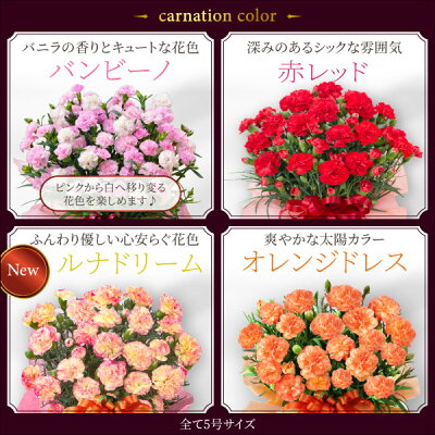 Fleur Town カーネーション 鉢植え 3