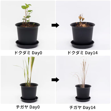 まいて1週間で葉がしんなり。2週間後には大半が褐変