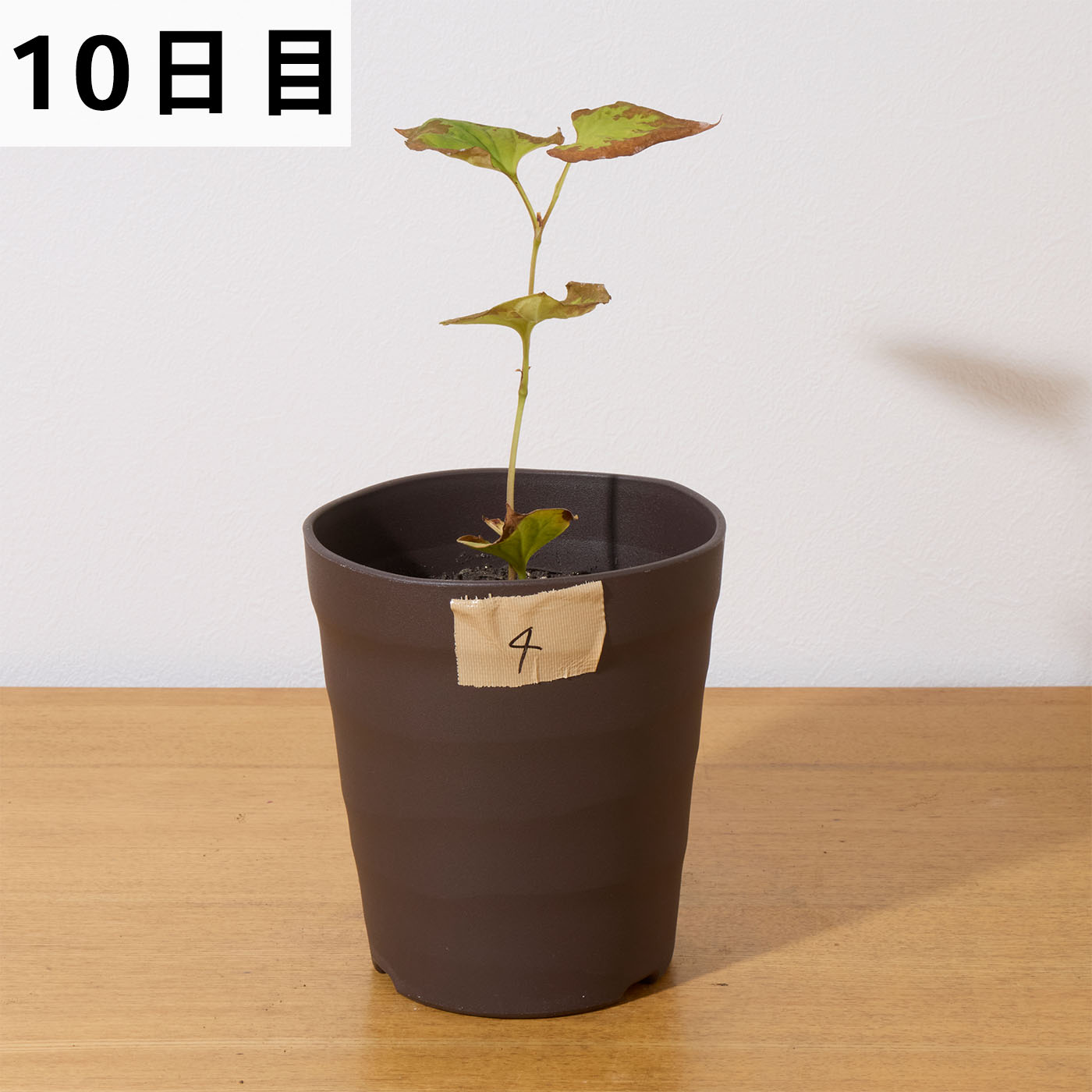 バスタ液剤 12