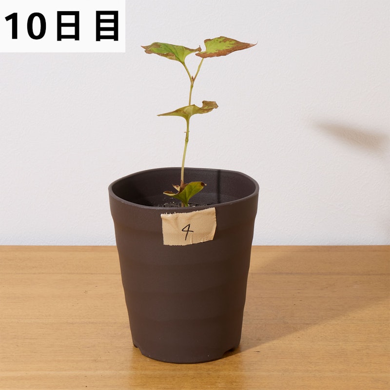 バスタ液剤 12
