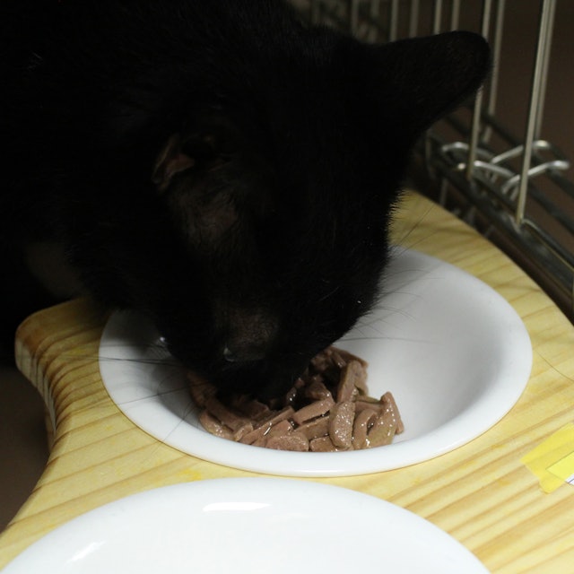 ロイヤルカナン インスティンクティブ グレービーを全35商品と比較 口コミや評判を実際に使ってレビューしました Mybest ロイヤルカナン インスティンクティブ グレービーを全35商品と比較 口コミや評判を実際に使ってレビューしました Mybest