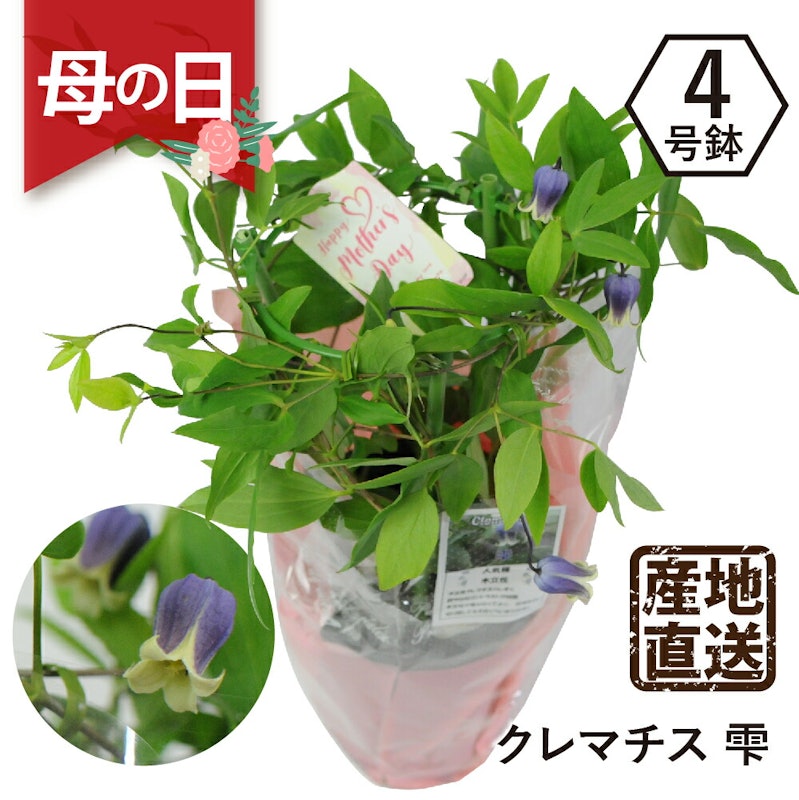クレマチス 雫 4号鉢 1