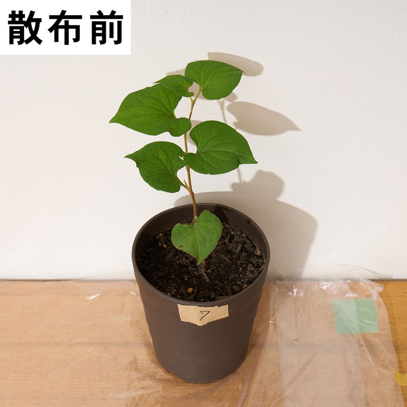 レモングラスとお酢の除草液シャワー 5